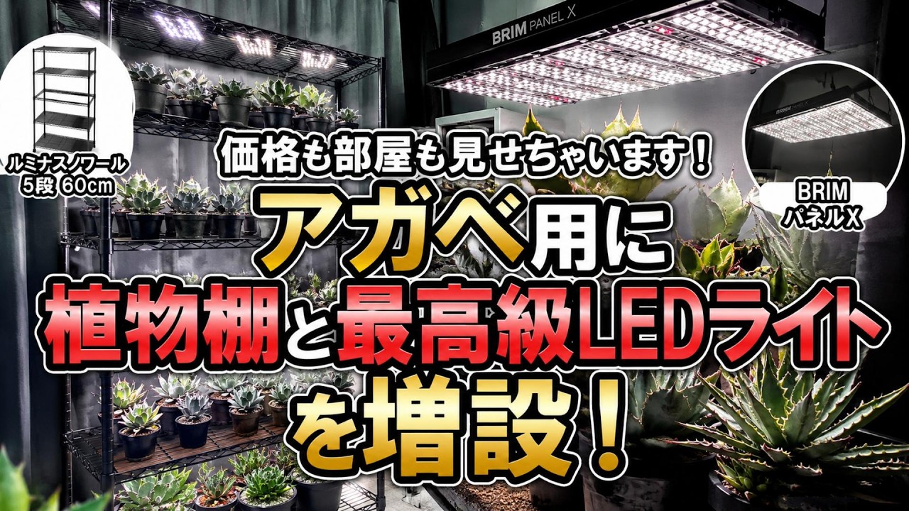 I'll show you the prices and my room! Adding a plant shelf and top