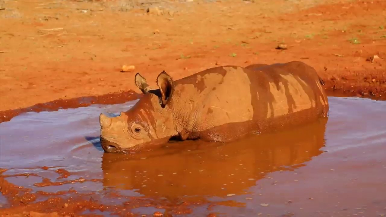 Apollo's Rescue | Sheldrick Trust