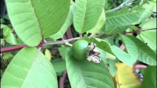 Thai guava embryo fruit progress update