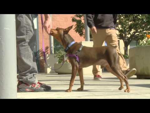 How To Prevent Problem Behaviors & Introduce Your Dog to New Situations: Classical Conditioning