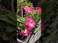 Flores del desierto que casi no sé venden