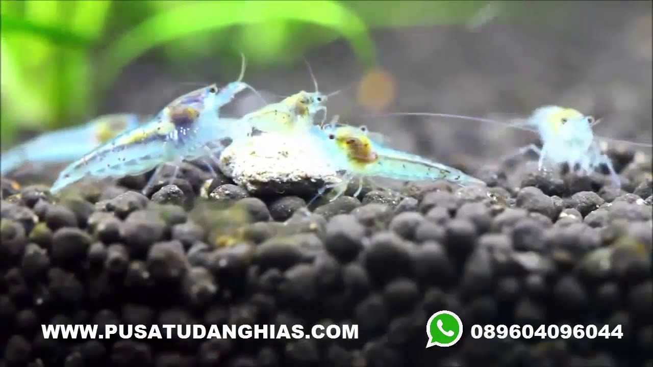 Jual Udang Hias Surakarta Solo WA 089604096044 - PusatUdangHias.com