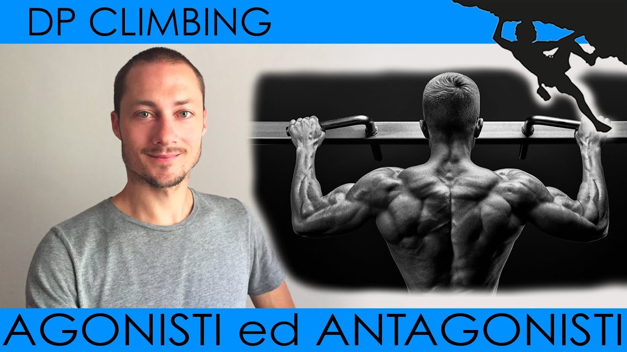 I MUSCOLI ANTAGONISTI in ARRAMPICATA