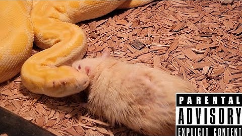 Burmese Python Over Powers Giant Rat Live Feeding Documentary