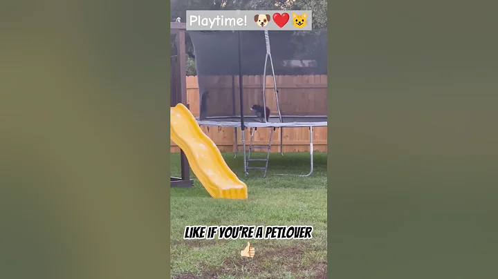 Who said cats and dogs can't live in harmony? ❤️😺🐶❤️