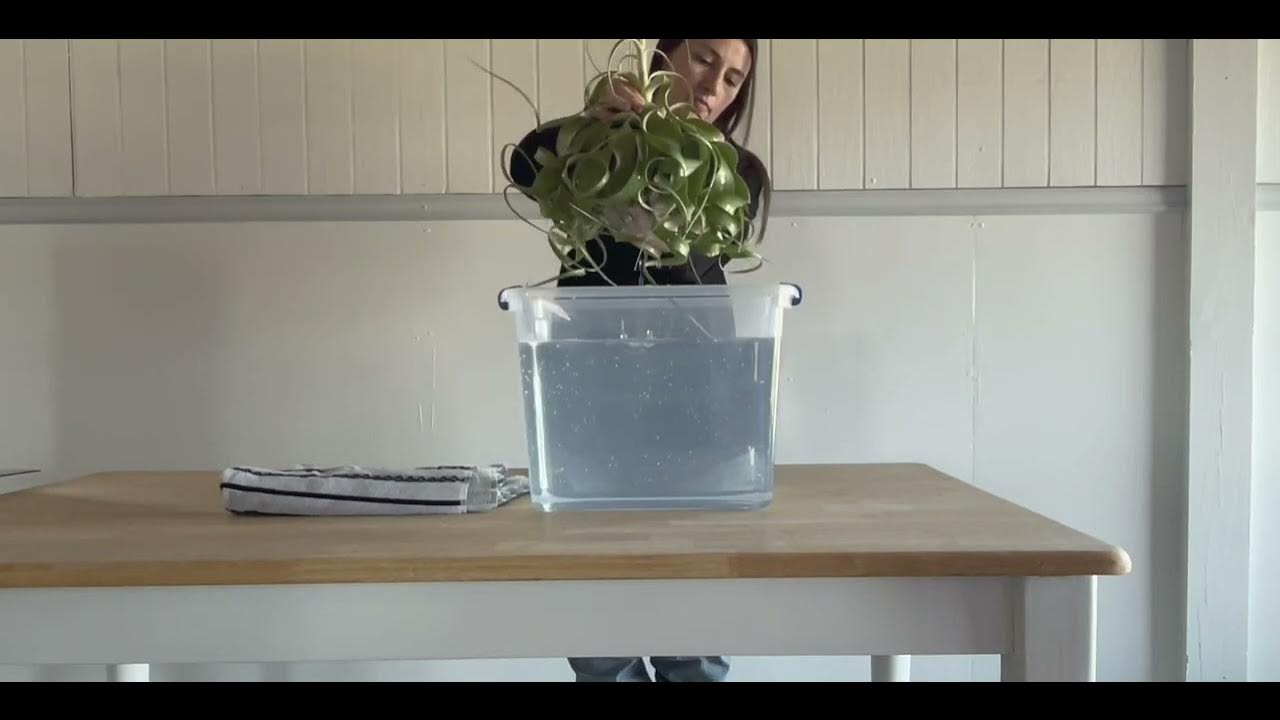 Watering Air Plants Tillandsia Xerographica Spotlight YouTube