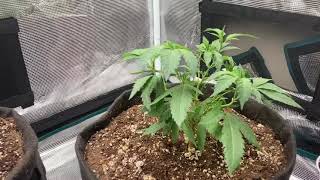 Hoppy Nuggets Garden overview￼ …Comment & scribe￼￼ …Thank you￼