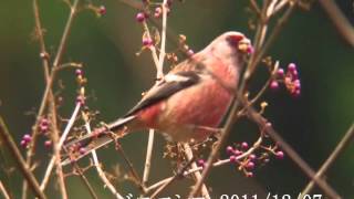 20111207 ベニマシコ　1