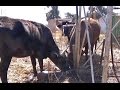 SPCA considering laying criminal charges