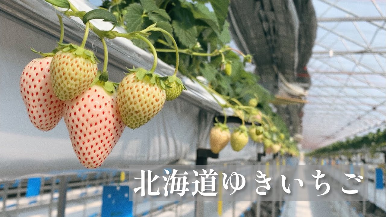白いイチゴを新たな特産品に!!世界初の冬イチゴを通年生産!!