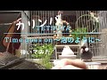 【文鳥とカリンバ】Time goes on 〜泡のように〜 / TETSUYA
