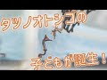 タツノオトシゴの子どもが誕生！