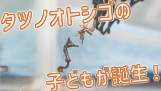 タツノオトシゴの子どもが誕生!