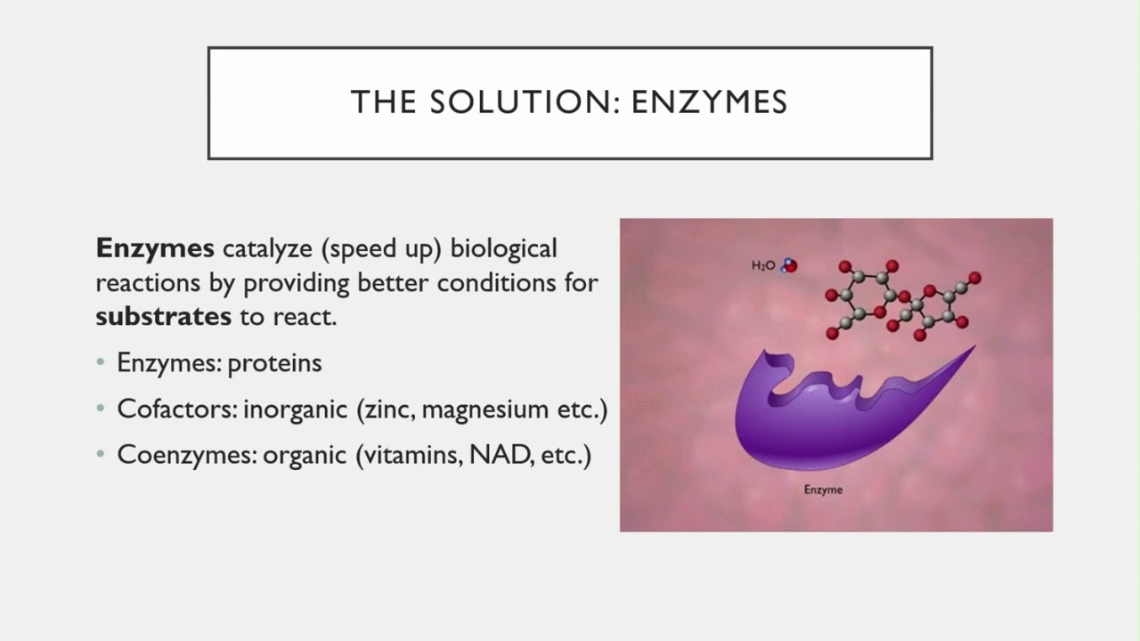 BIO 205 Chapter 8 Part 1 Microbial Metabolism