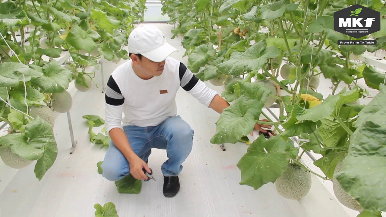 Hướng dẫn cách trồng dưa lưới thủy canh chi tiết, Dưa lưới sạch | Thủy canh NFT