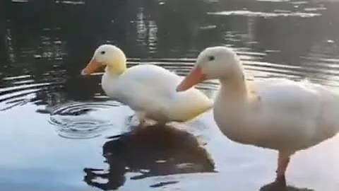 I Rescued Abandoned Domestic Ducks