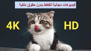 فيديوهات قطط بدون حقوق ملكية بدقة عالية لمونتاج اليوتيوب