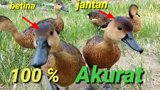 How to distinguish male and female grouse 100 ℅ Accurate