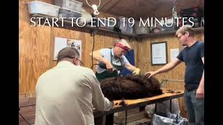 Shearing an alpaca on a table by Gulf Breeze Alpaca Ranch & Lodging 190 views 3 months ago 1 minute, 6 seconds