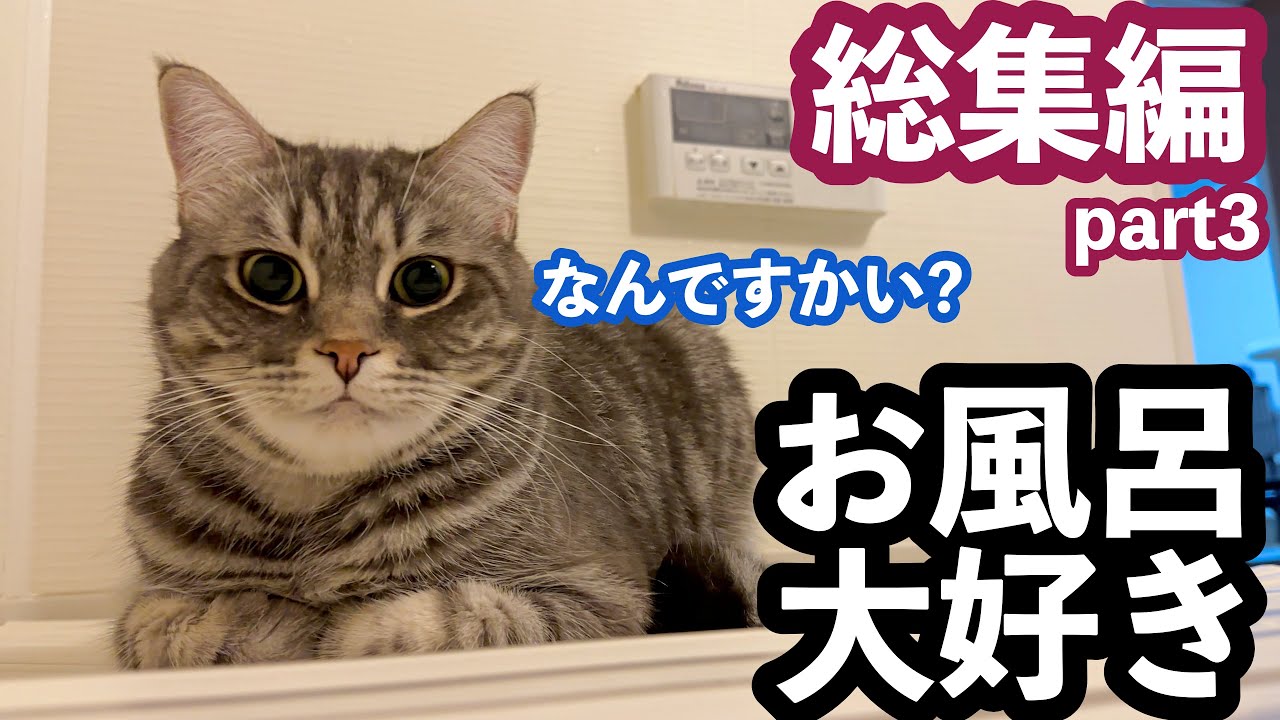 総集編】お風呂についてくる風呂好き猫との暮らし！総集編part3 - YouTube
