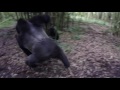 Huge Silverback Mountain Gorilla jumped in front of us at Volcanoes National Park in Rwanda