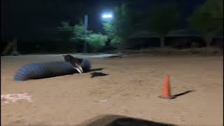 Elliot bitework pivot Border Collie