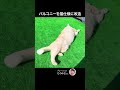 バルコニーを猫仕様に改造しました