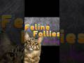 Feline Follies: failed jump #voiceacting #voiceover #funny #cat #cats #catvideos #animalshorts