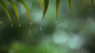 Relaxing Music \& Rain Sounds Beautiful Piano Music, Background Music, Sleep Music