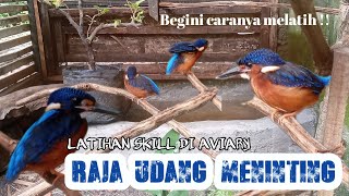 Aviary burung tengkek raja udang meninting || Tengkek mini di aviary