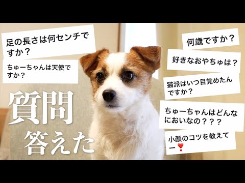 【質問コーナー】愛犬に衝撃の秘密がありました/おすすめおやつ/毎日メイク/ジャックラッセルテリア