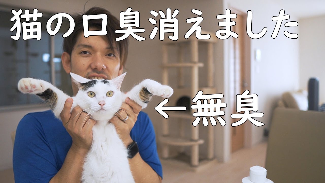 猫 の 口 が 臭い
