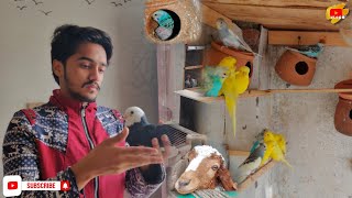 Hamare pigeon ko ye kiya hogeya || SA Life