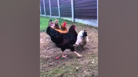 Ny hane i hønsegården