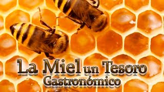 La miel un tesoro gastronómico