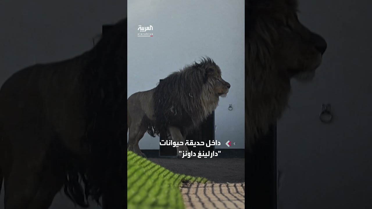 هجوم أسد يبتر ذراع سيدة في حديقة حيوانات بأستراليا