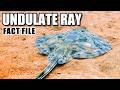 Undulate Ray Facts: the Undulate SKATE 🌊 Animal Fact Files