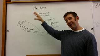 APES Topic 1.6: Phosphorous Cycle