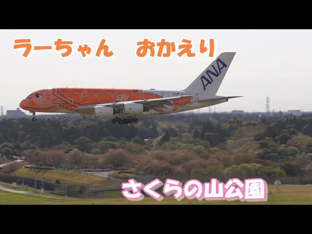 さくらの山公園とラーちゃんの眺め最高‼】 2025.04.15 4K撮影 NARITA