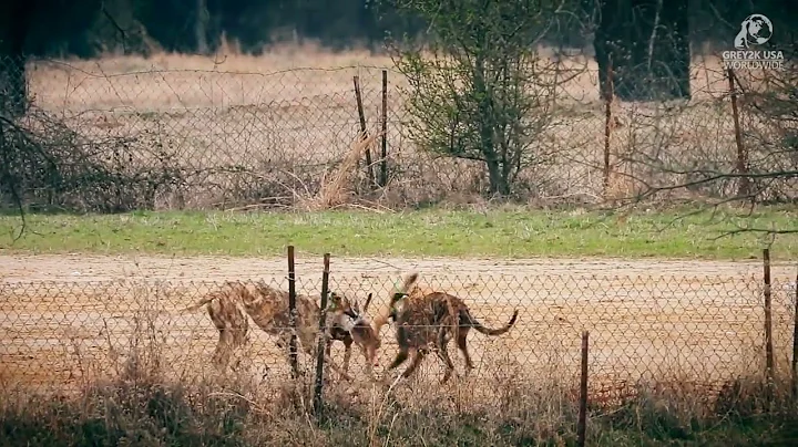 Major US greyhound breeder admits to live lure tra...