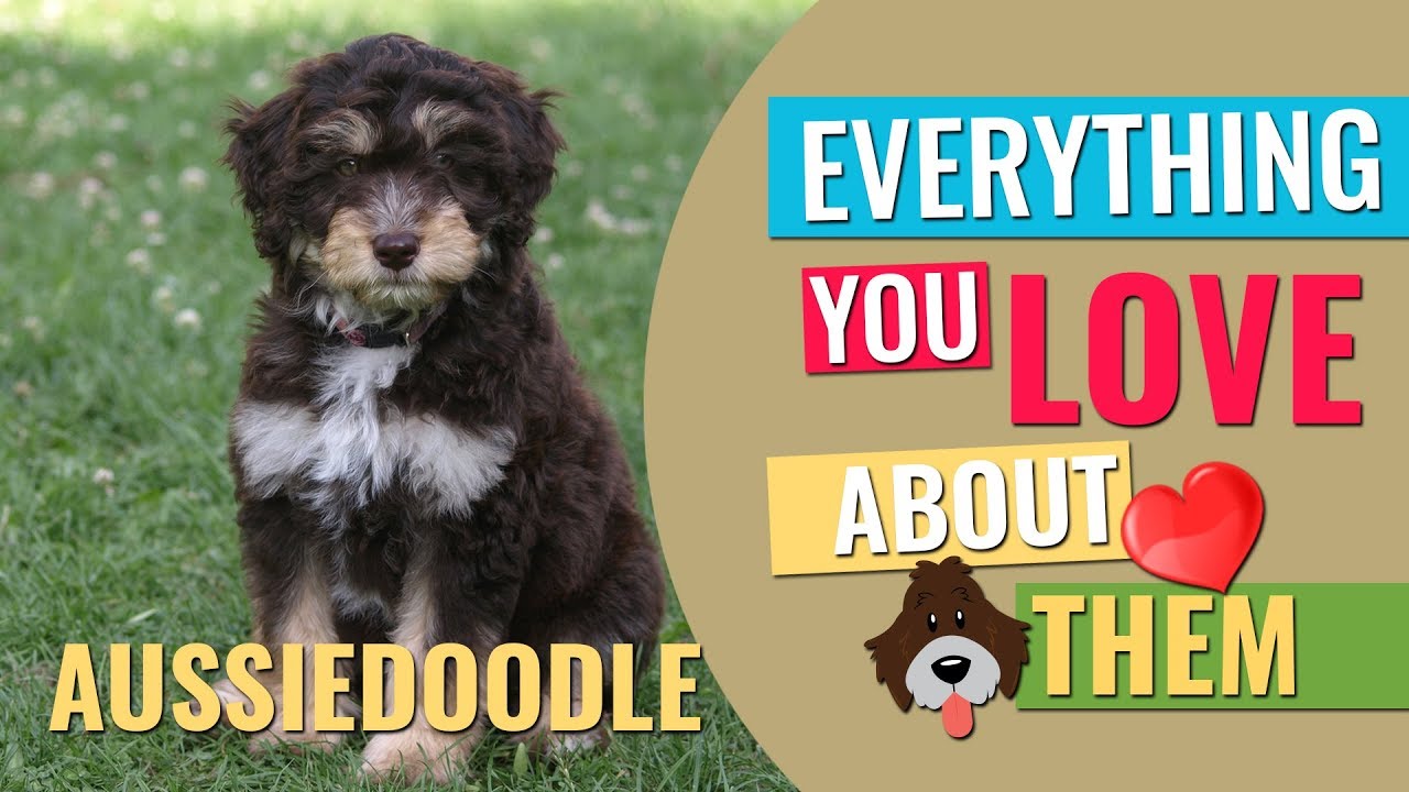 Aussiedoodle All Facts About Australian Shepherd Poodle Mix Petmoo Youtube