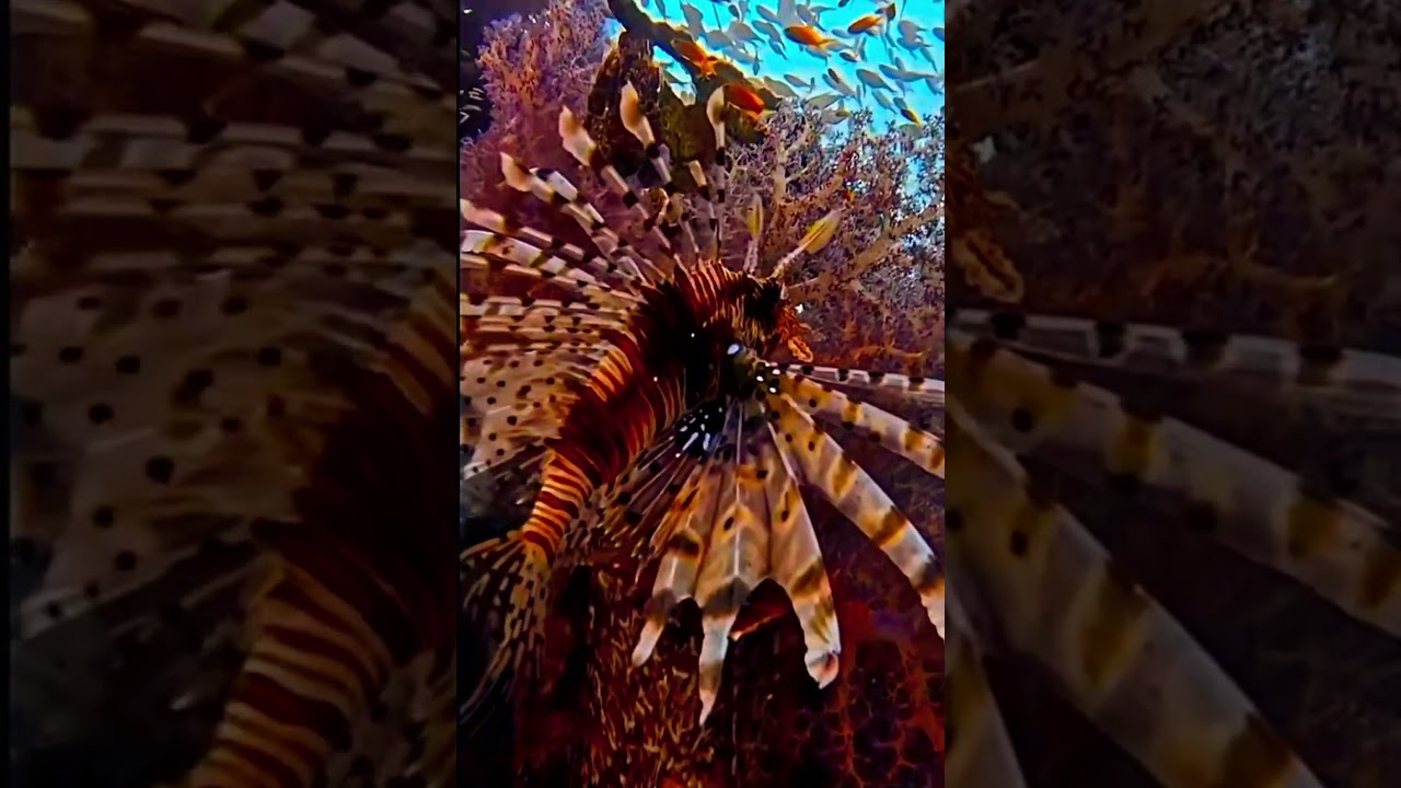 Мыслить на высоких частотах Welcome to my channel! I am a wonderful nature . An actor from Korea