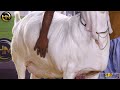 Heavy Goat Farm I Breeding Farm I H M Goat Farm I Documentary I Parrot Studio