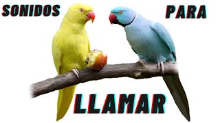 cotorra de Kramer (Psittacula krameri) SONIDOS PARA LLAMAR , IMITAR, RELAJAR. EL MEJOR