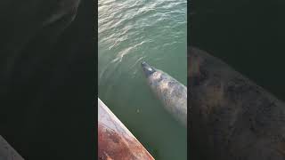 Key Biscayne - Manatee Sighting