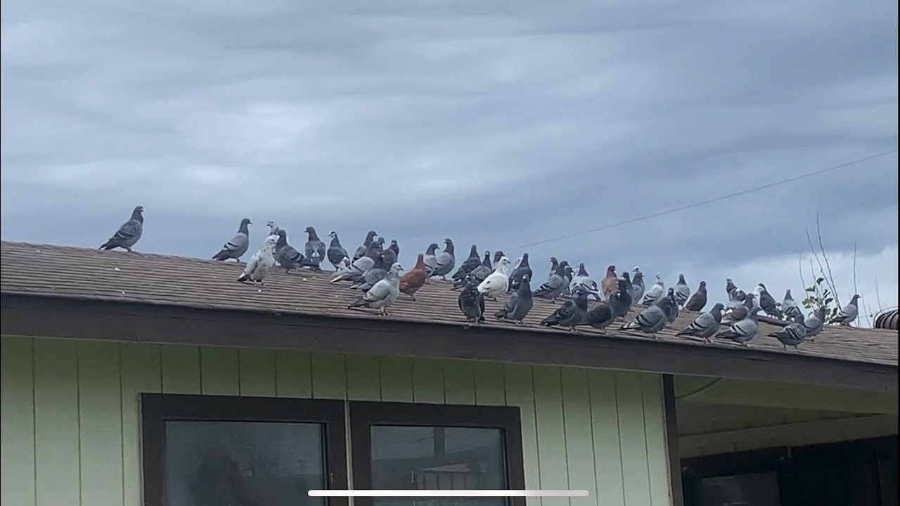 Dos Amigos loft update on our breeding program with the best racing pigeons
