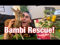 We Rescued a Baby Deer! | How To Bottle Feed A Baby Deer Fawn | Creature Feature: Axis Fawn