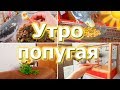 УТРО МОЕГО ПОПУГАЯ. Как проходит утро ручного попугая. | Рокки Life