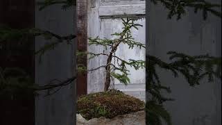 Ель бонсай. bonsai.