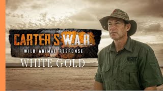 Carter’s War: Elephant War | Fighting Ivory Poachers Near Kruger National Park